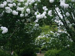 -上海共青森林公园