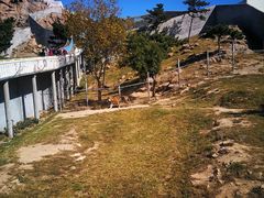 -西霞口神雕山野生动物世界