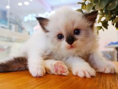 -十年猫舍·猫咪专门店(普陀店)