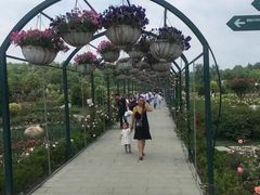 -都江堰玫瑰花溪谷