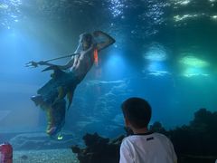 -海棠湾洲际-涛·海底餐厅·美人鱼·自助餐·海底隧道