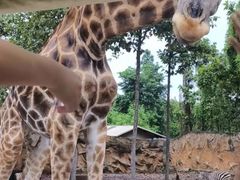 -清迈夜间动物园