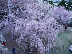 -台场海滨公园船码头