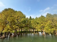 -贡湖湾湿地公园