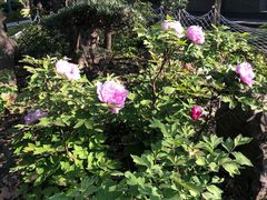 -南通博物苑-崇川人民公园