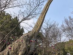 -自然谷恐龙园