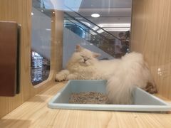 -屋虎猫馆(宝安大仟里店)