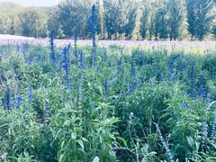 -紫海香堤香草艺术庄园
