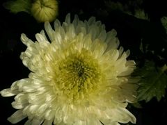 android_upload_pic-沈阳植物园