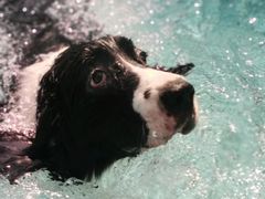 -趣玩宠物乐园寄养训犬训狗游泳池