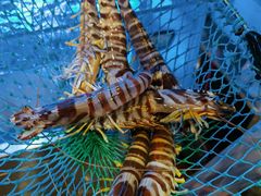 -協成海鮮火鍋(老店)