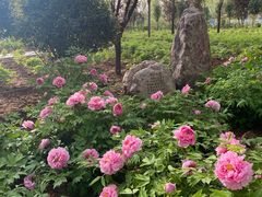 -洛阳市隋唐城遗址植物园