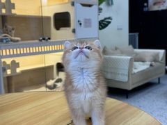 -柚子猫舍·精品猫舍购猫·猫咪认养·购宠·宠物店