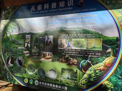 -西双版纳原始森林公园