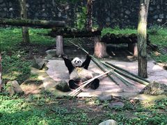 -都江堰中华大熊猫苑