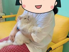 -猫在这儿猫咪咖啡馆·撸猫馆