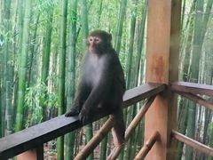 -重庆雨台山风景区