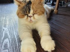 -猫岛主趣味餐厅(鼓浪屿店)