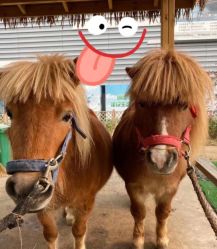 -萌宠亲子动物乐园(槐房万达店)