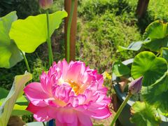 -国家植物园南园