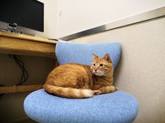 -爱妮康宠物医院·干细胞免疫细胞·肿瘤·心脏(张江店)