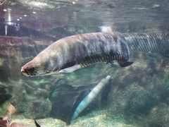 -太平洋海底世界