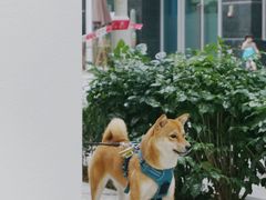 -Line来恩咖啡(石厦花园店)