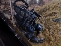 -萌宠奇缘