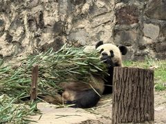 -都江堰中华大熊猫苑