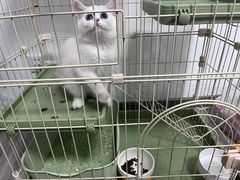 -唐小姐の猫狗洗护·购宠旗舰店(周浦万达店)