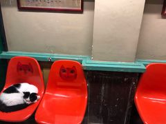 -猫咪博物馆(顶澳仔猫街店)