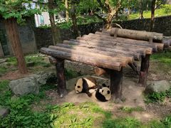 -都江堰中华大熊猫苑
