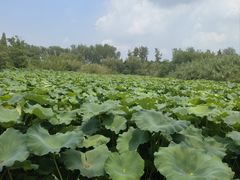 -溱湖国家湿地公园