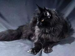 -青奢宠物·青奢猫舍