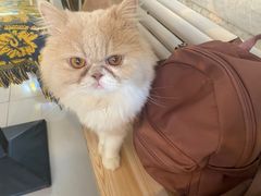-平行世界·猫咖(首经贸店)
