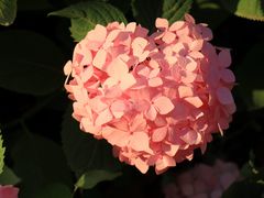 -上海滨江森林公园