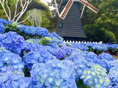 -上海鲜花港