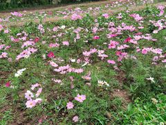 -桤木河湿地公园