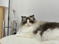 -琪喵猫屋·撸猫猫咖·猫舍