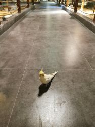 -酷嗒动物文化乐园(cutezoo西溪乐天城店)