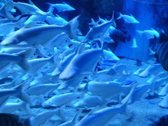 -成都浩海立方海洋公园