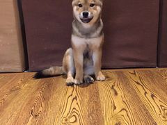 抹茶-柴务处·柴犬主题狗咖