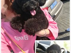 -PETKIT小佩宠物(古北店)