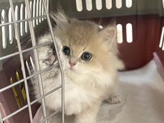 -lincat·猫舍(广州店)