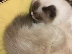 -猫色咖啡·猫咖