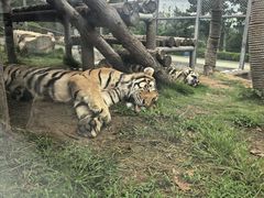 -西霞口神雕山野生动物世界