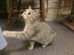 -猫色咖啡·猫咖