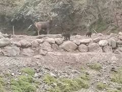 -土司宴