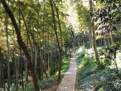 -上海佘山国家森林公园天马山园