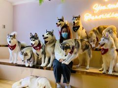 -Husky Go! 哈士奇体验馆·宠物咖啡厅狗咖